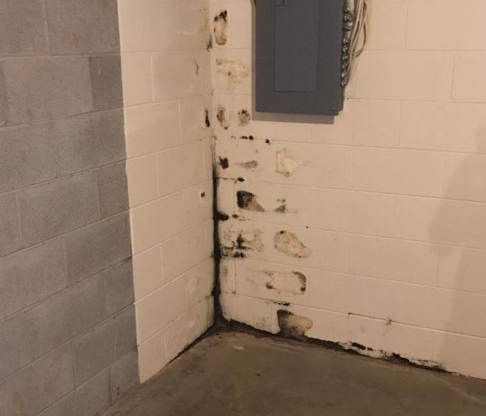 mold in basement in corner of cinderblock walls