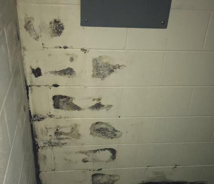 Mold Around Electrical Box on white cinder block wall