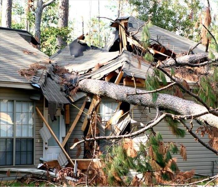What To Do When A Tree Falls On Your Home