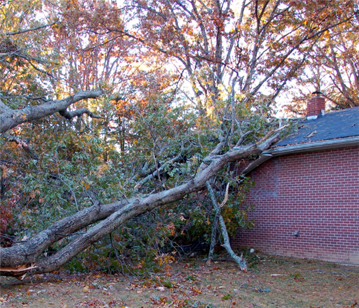 What To Do When A Tree Falls On Your Home